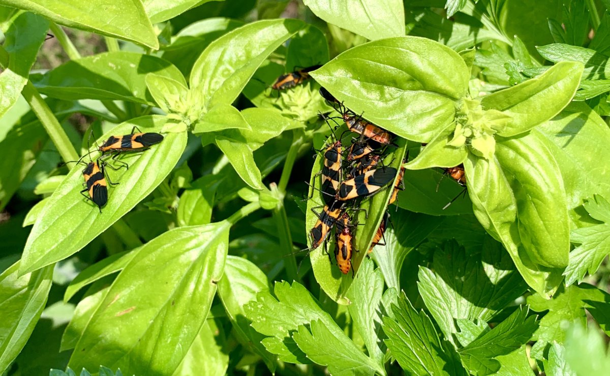 Milkweed Bugs