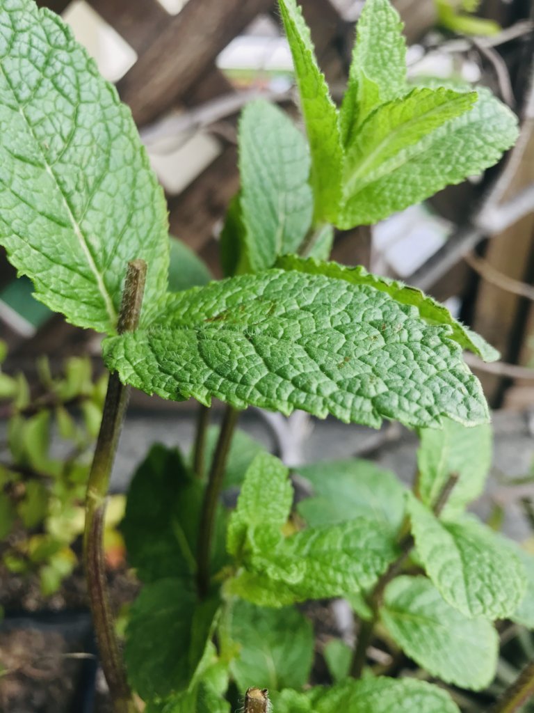 Mint from my terrace.jpeg