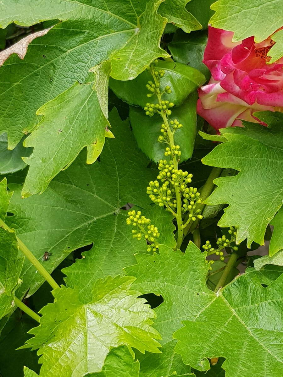 More grape vine flowers