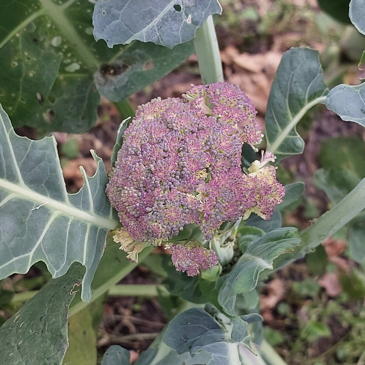 More purple broccoli