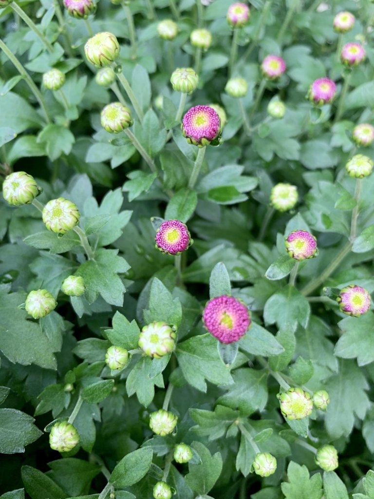 Mums Just Starting To Open