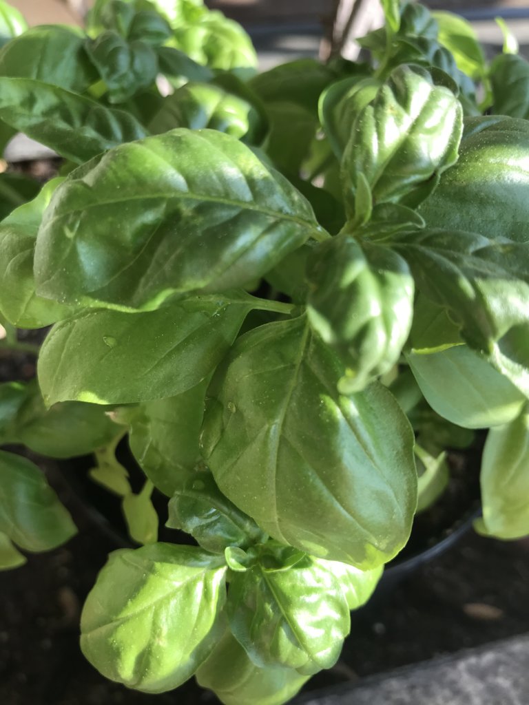 My basil plant - still alive!.jpeg