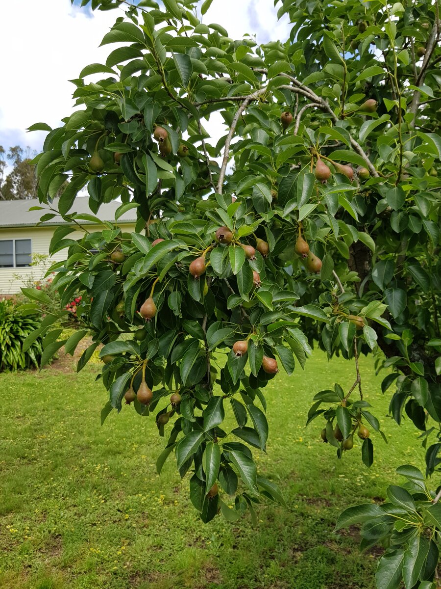 My pear tree