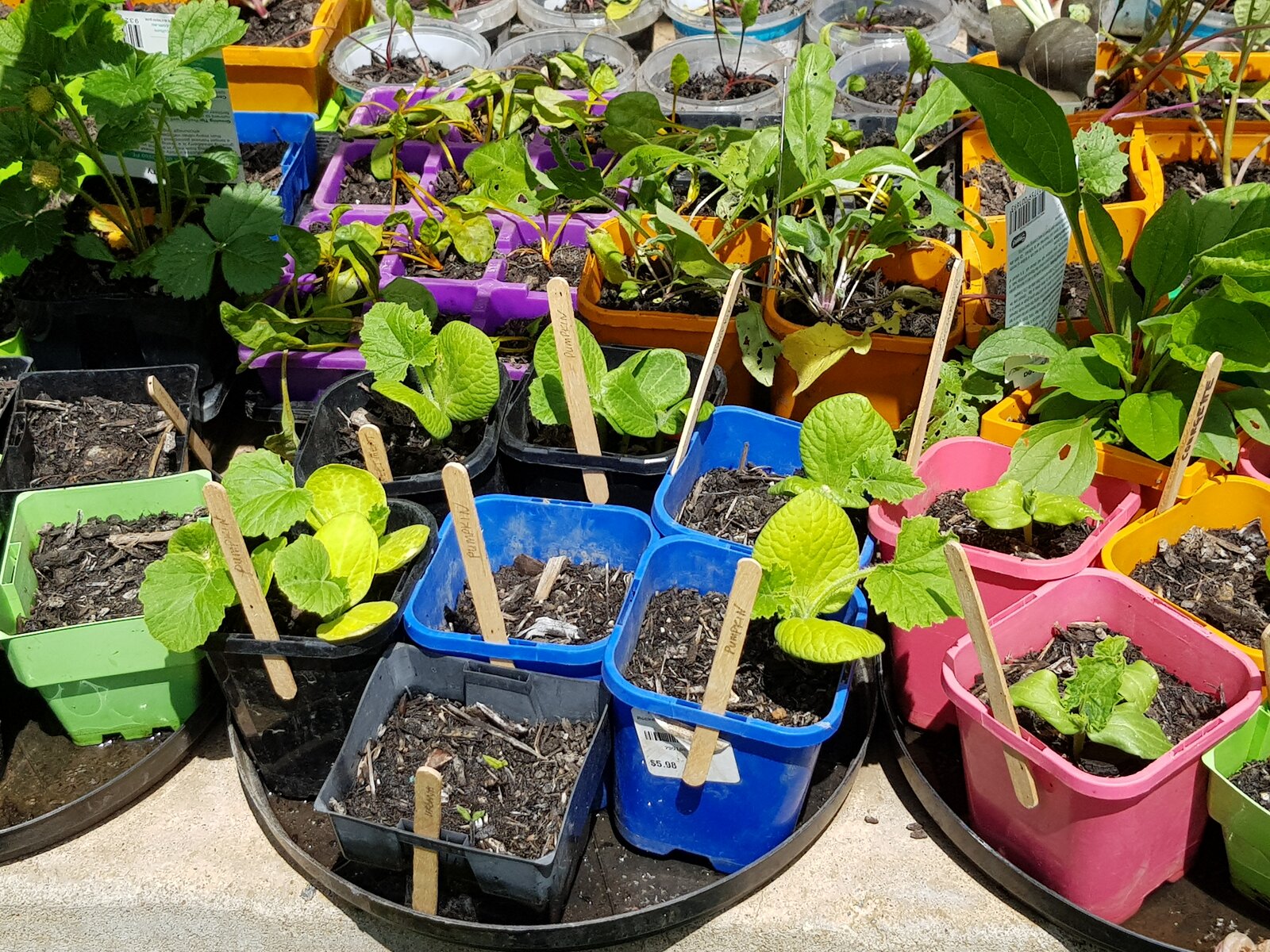 My squash, courgette, cucumber, rockmelon and watermelon