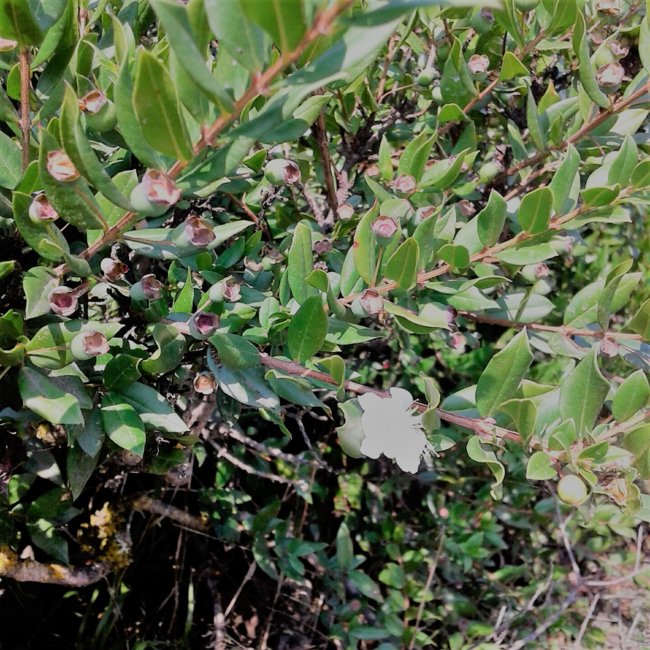 Myrtle bush