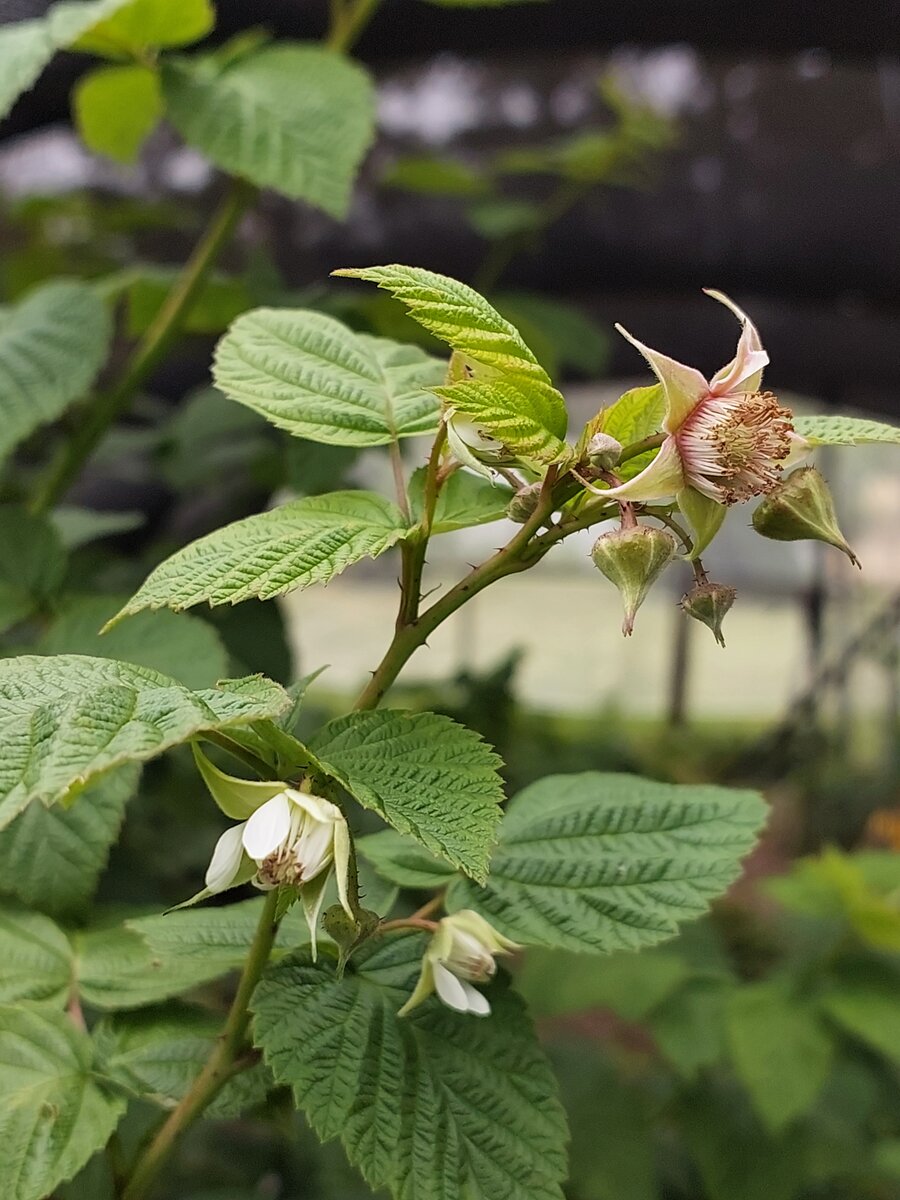 New raspberry growth (1)