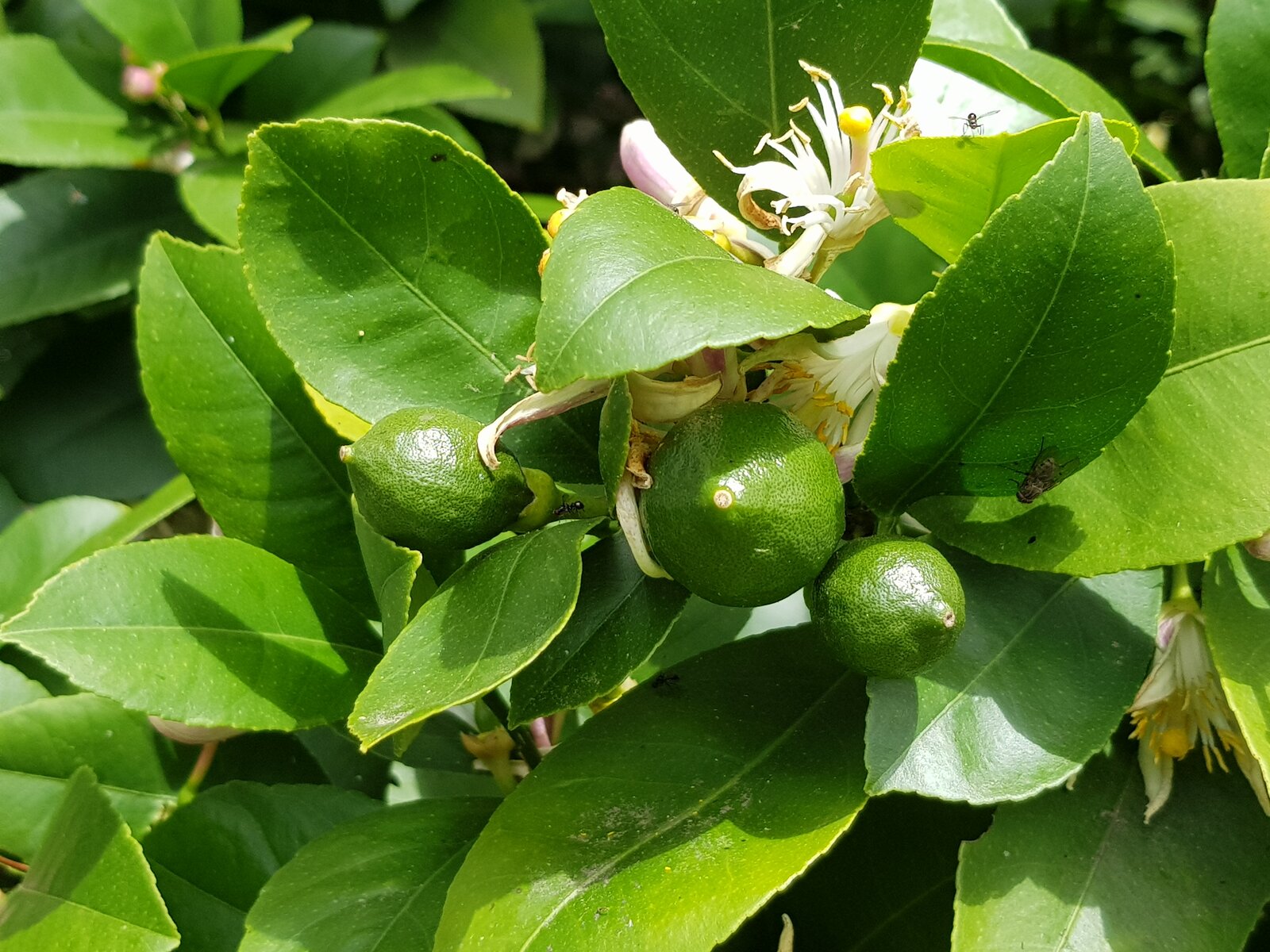 Newly formed lemons