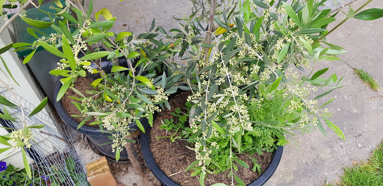 Olive tree flowers