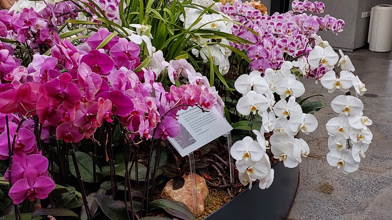 Orchids at Sydney Botanical Gardens