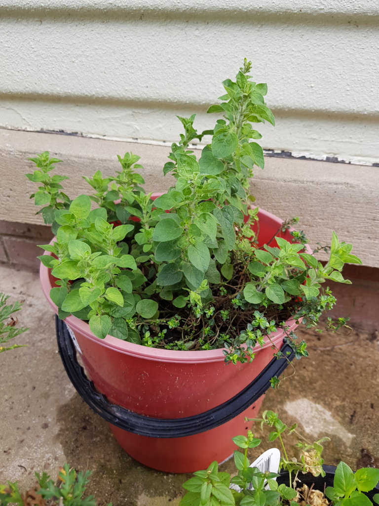 Oregano