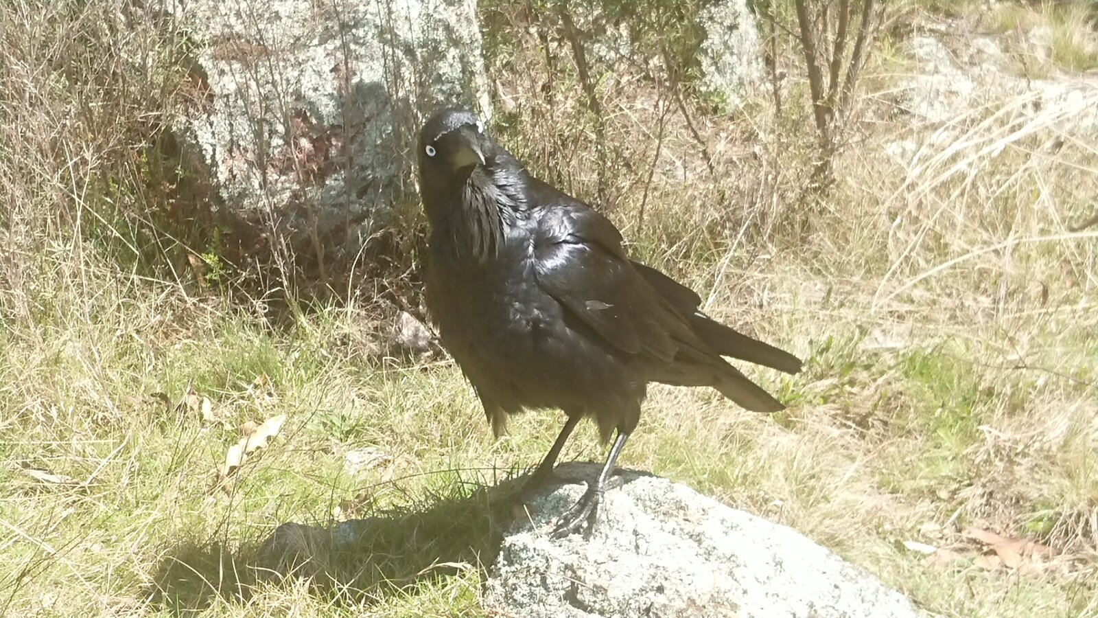 Our Visitor, an Australian Raven