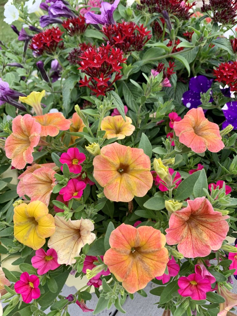 Pale Petunias