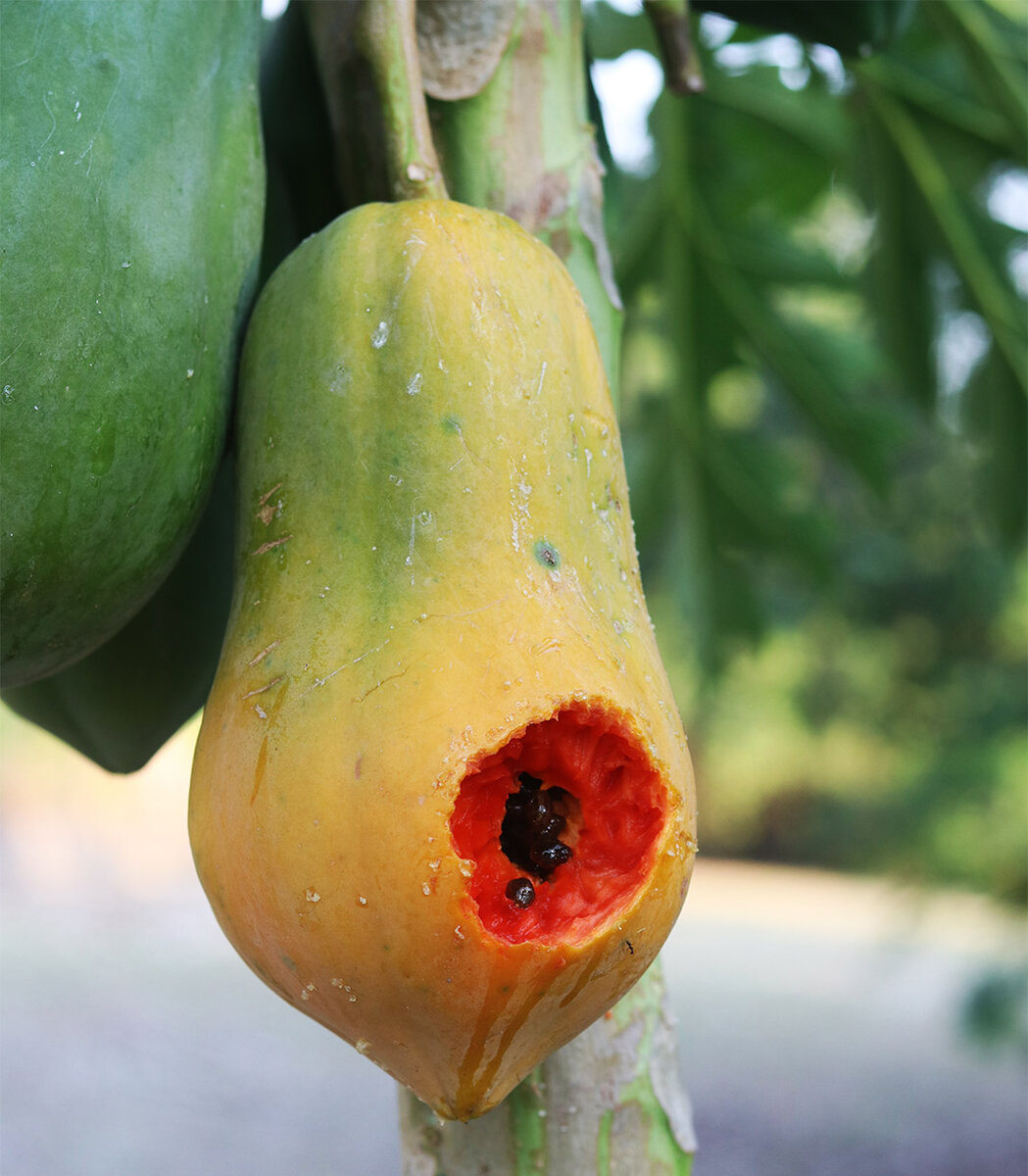 Papaya cu s.jpg