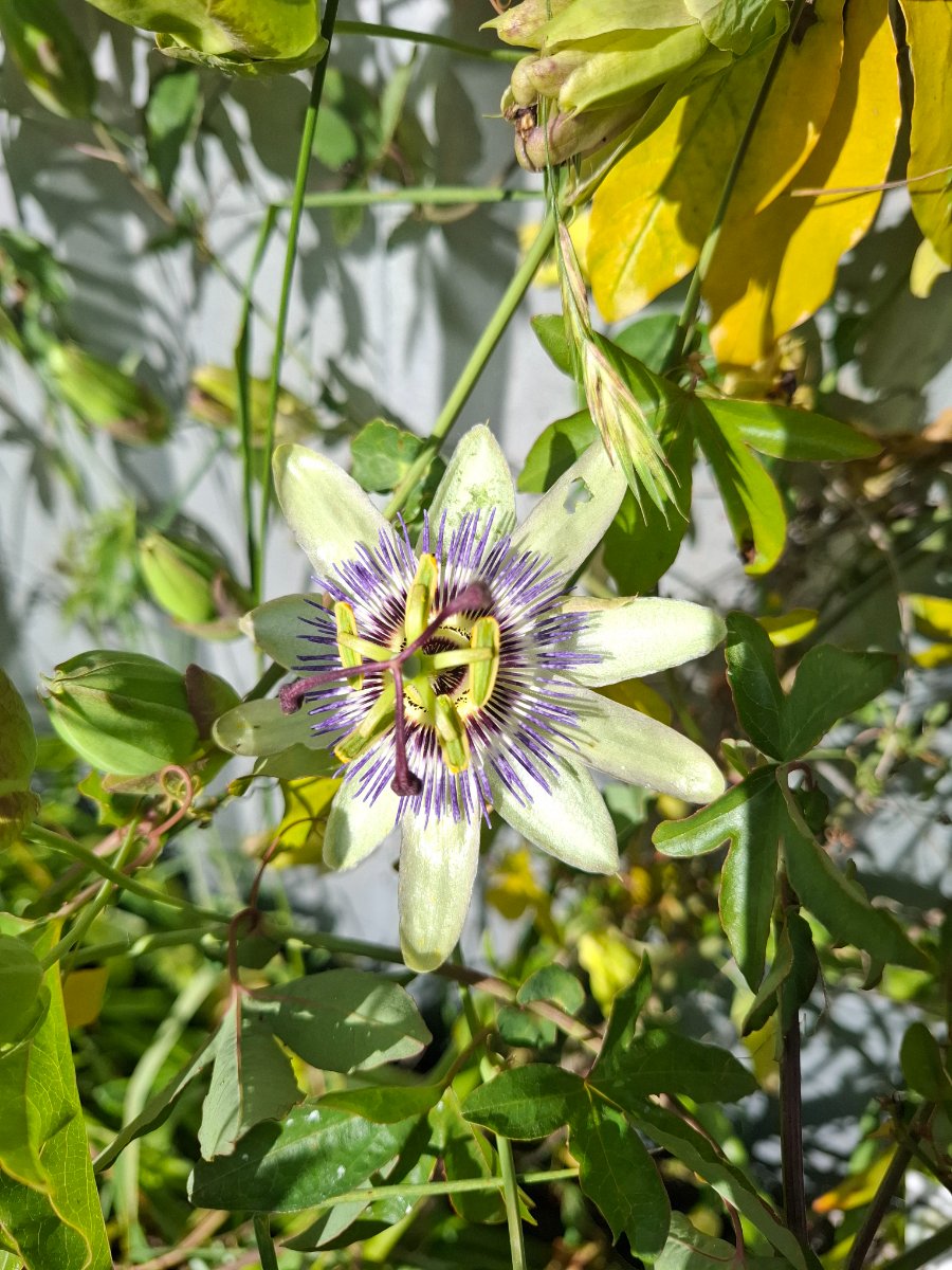 passion flower