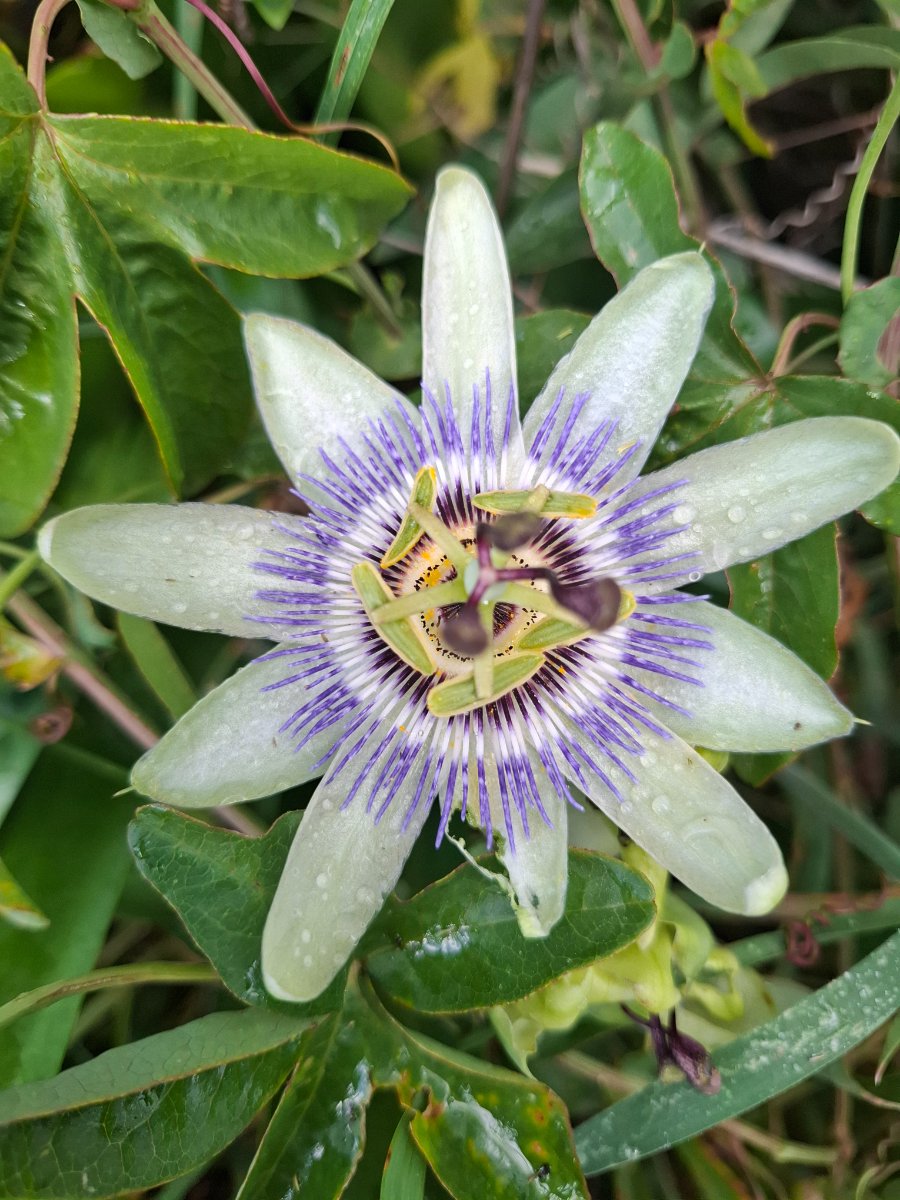 Passion flower