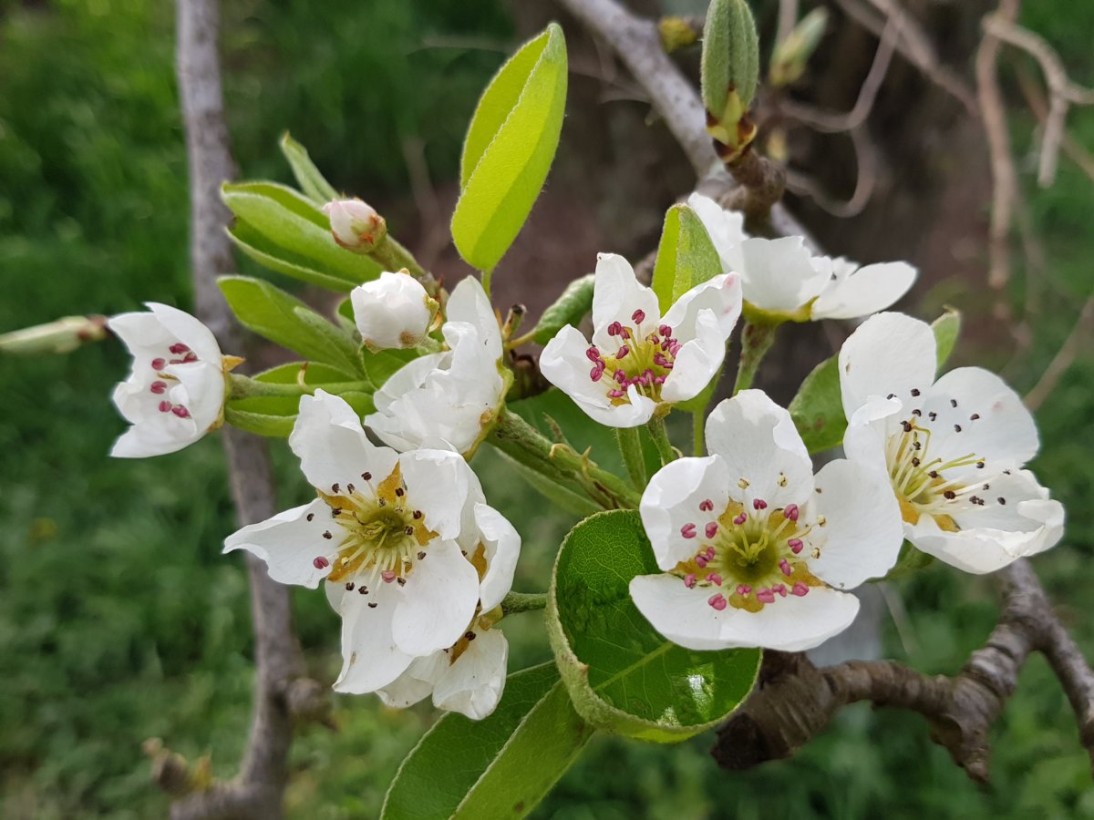 Pear blossoms