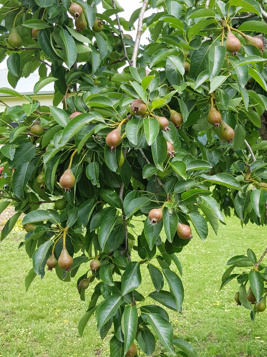 Pear tree fruit