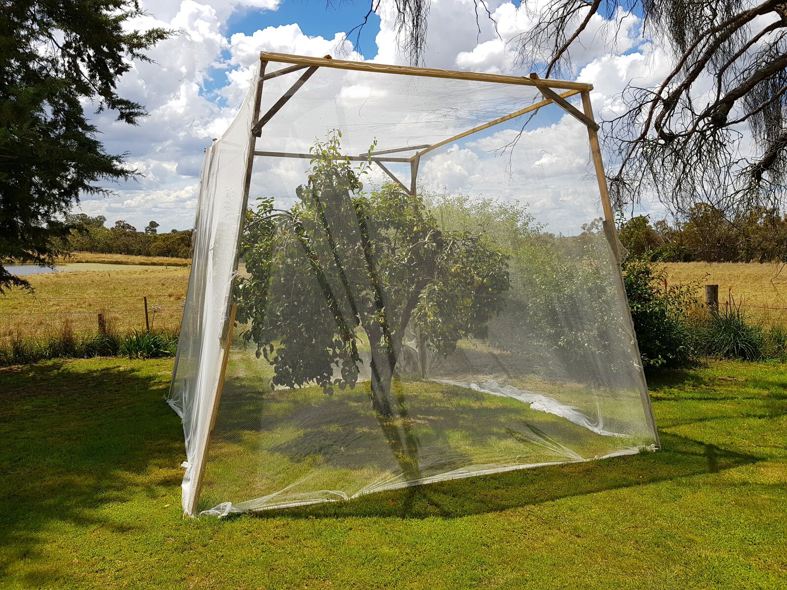 Pear tree netting