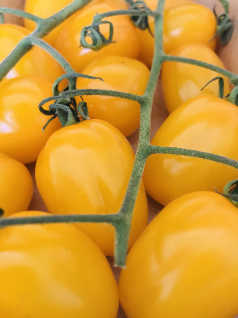 Piennolo Yellow Tomato from Vesuvio.jpeg