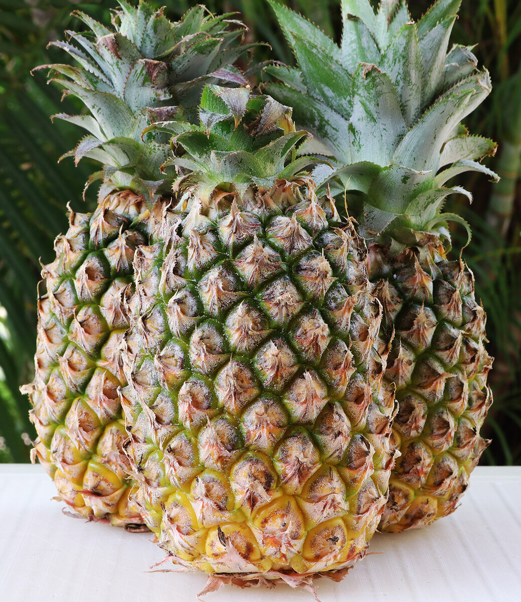 Pineapple 2 s.jpg