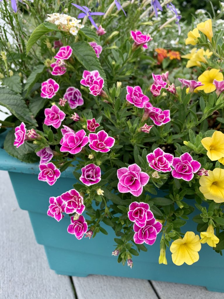 Pink-And-White Flowers