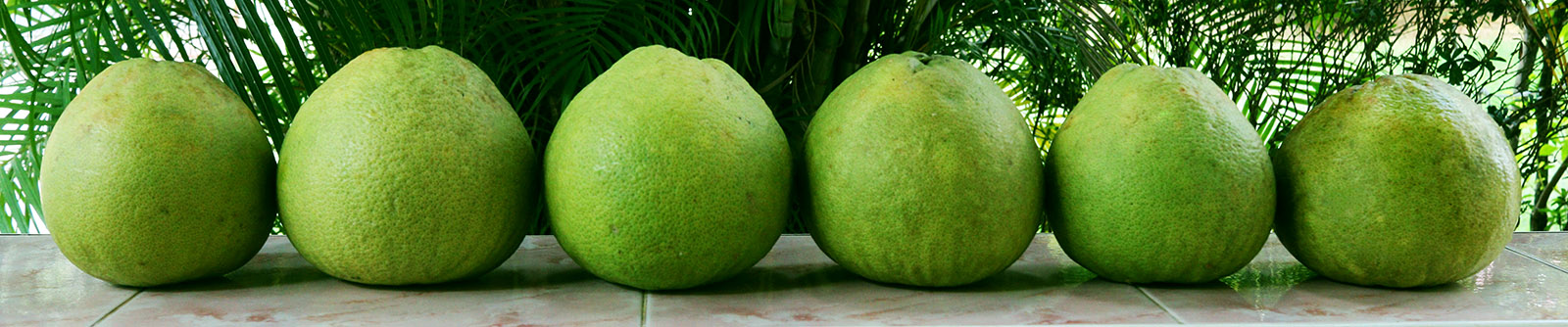 Pomelos s.jpg