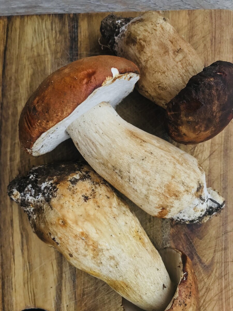 Porcini Mushrooms.jpeg