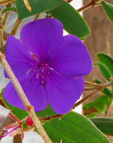 Princess Flower or Glory Bush [Tibouchina urvilleana Cogn.]