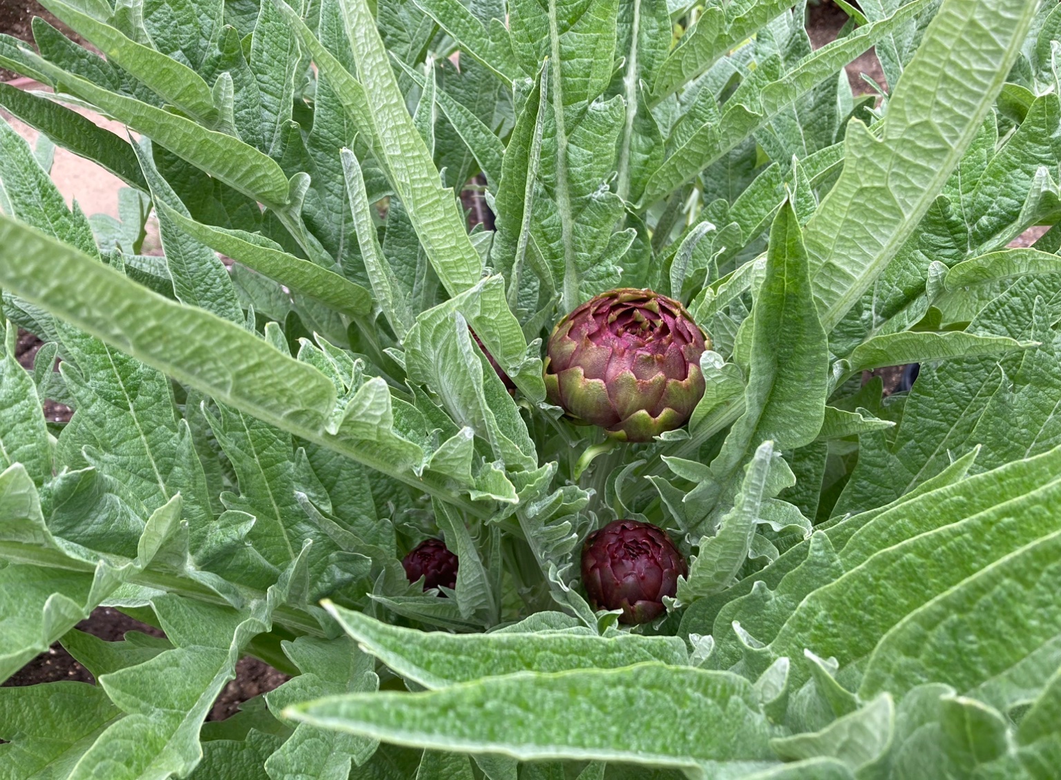 Purple artichokes