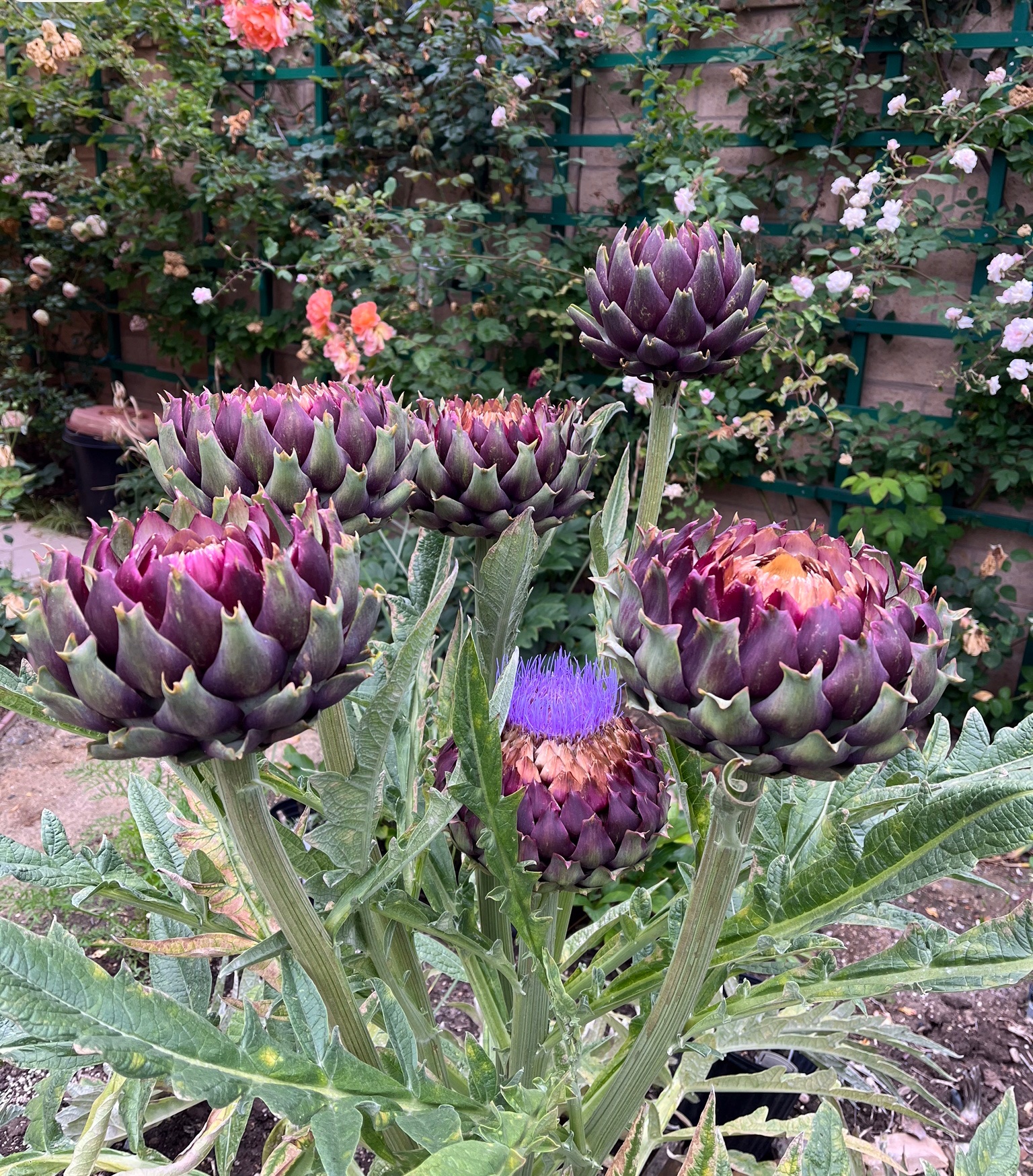 Purple artichokes