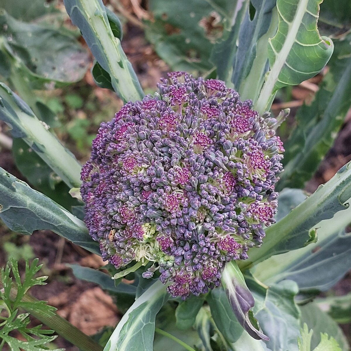 Purple Broccoli