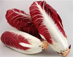 Radicchio Precoce.jpeg