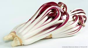 Radicchio Tardivo.jpeg