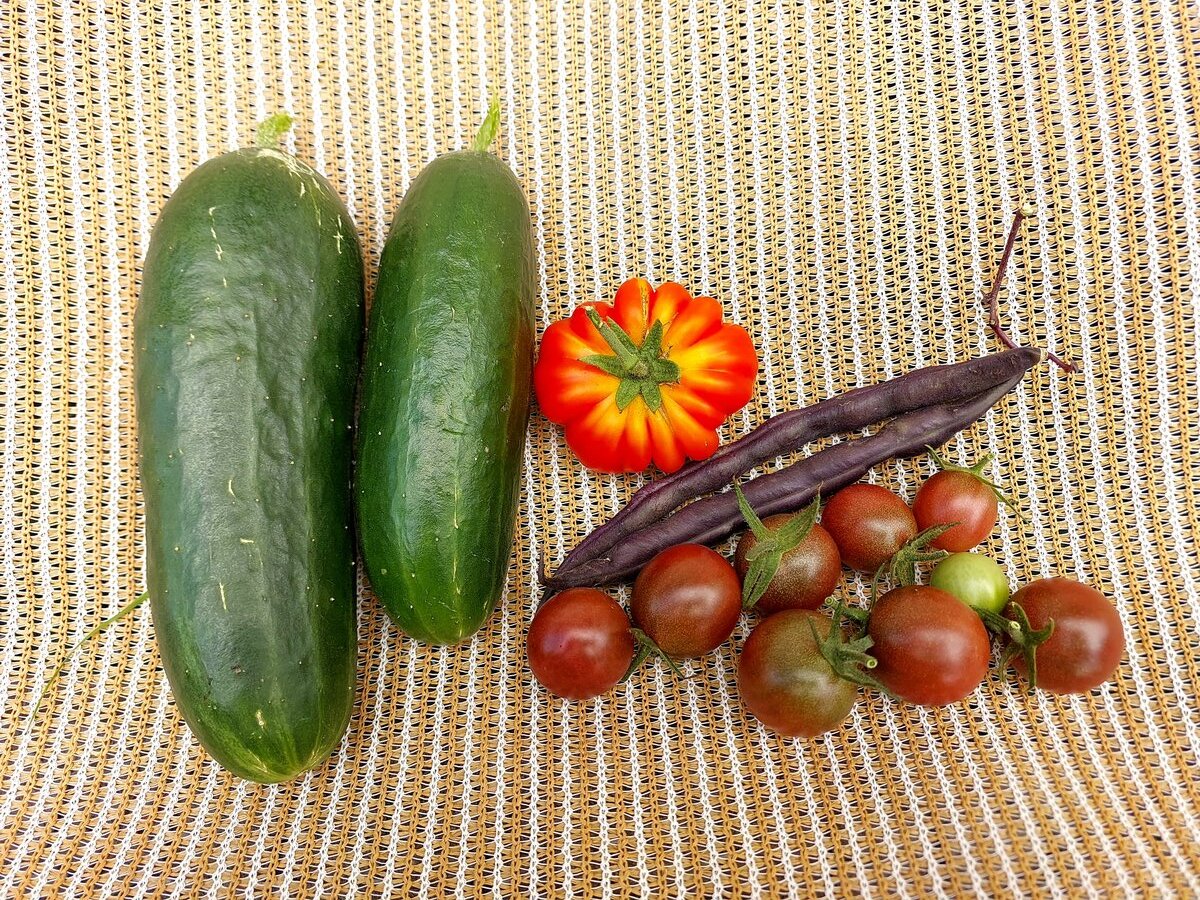 Raided the veg plot