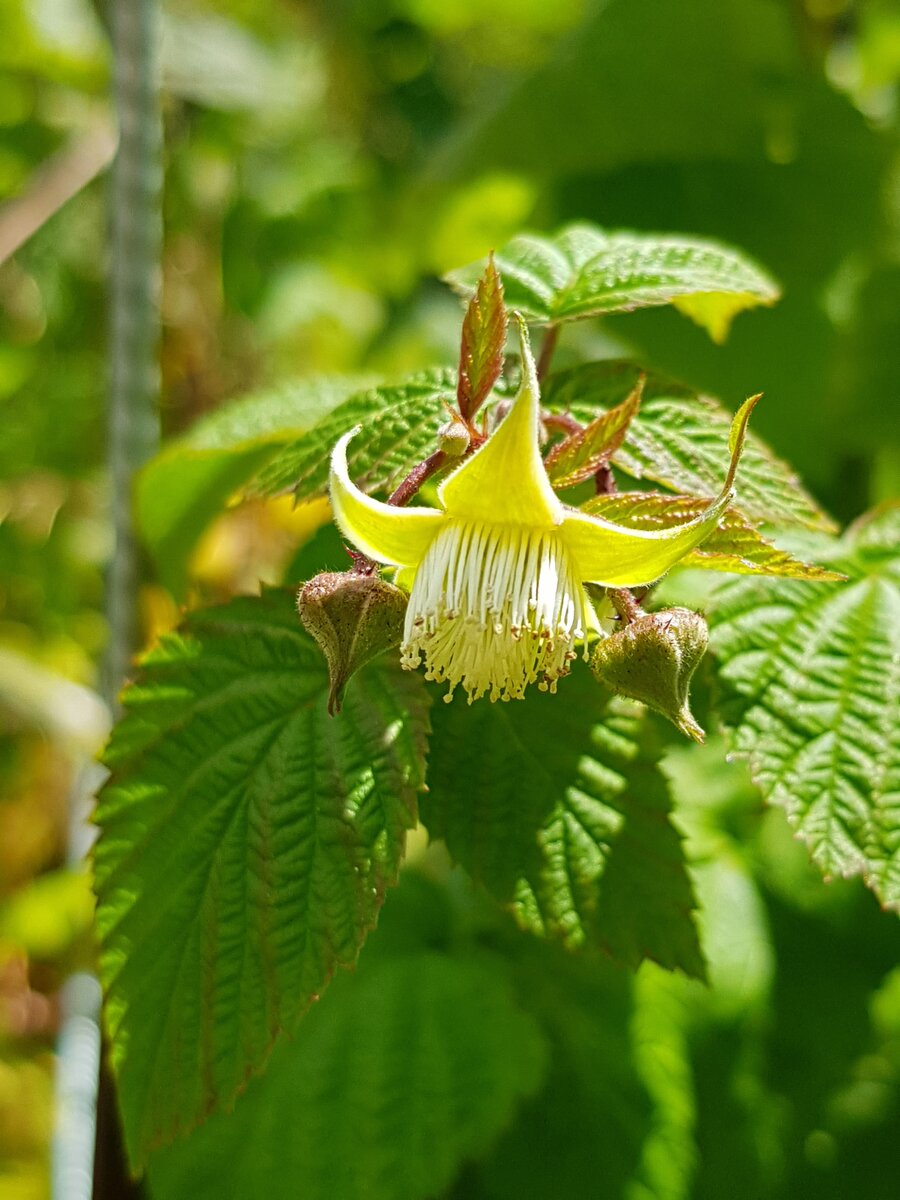 Raspberries going round for a second flowering