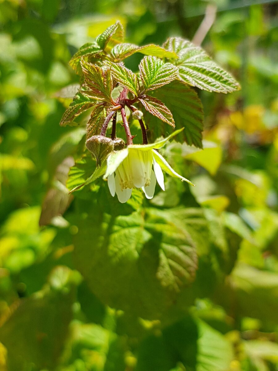 Raspberries going round for a second flowering