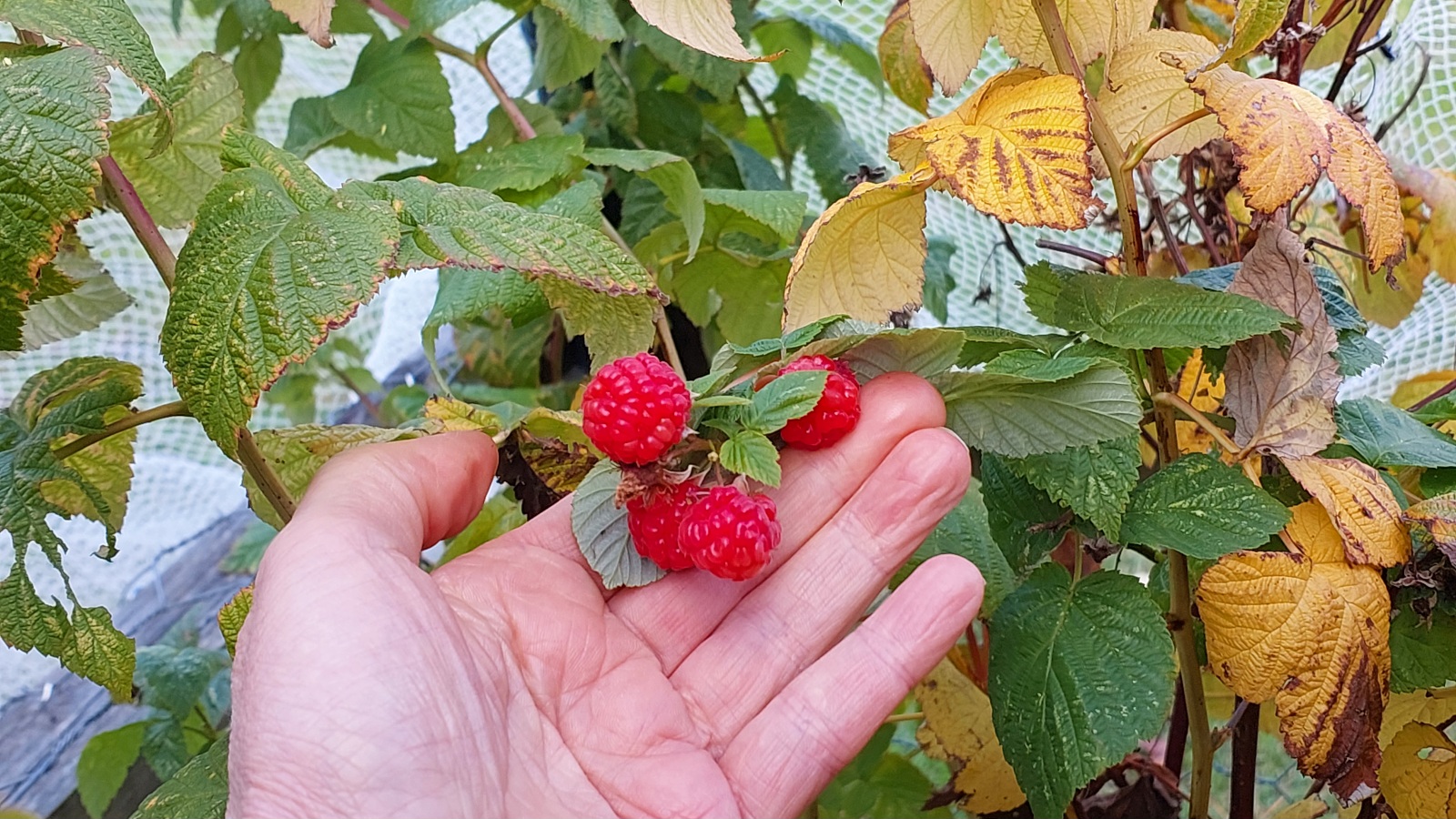 Raspberries