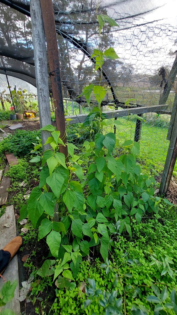 Raspberries