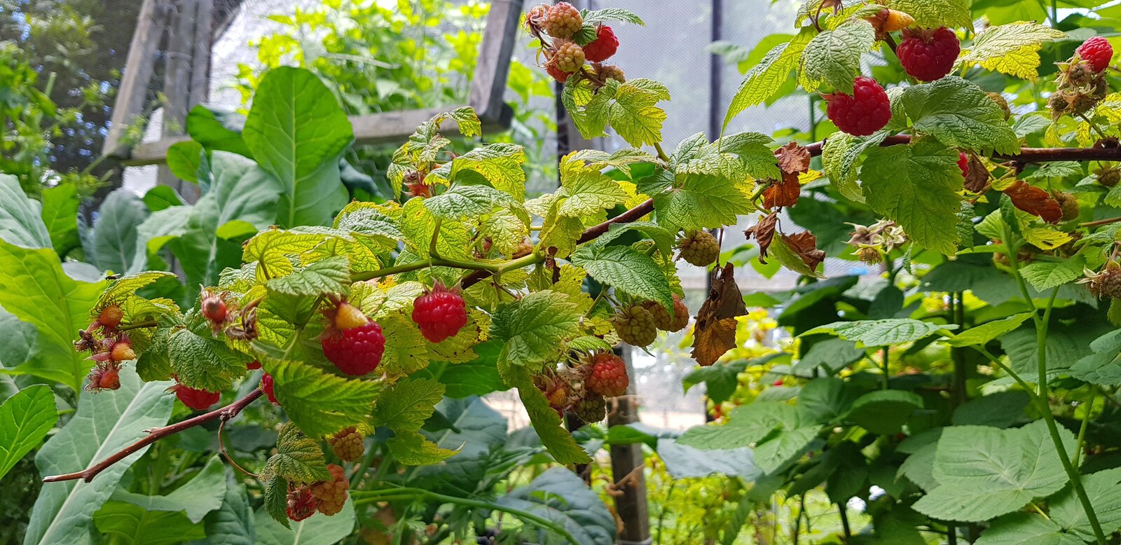 Raspberry canes