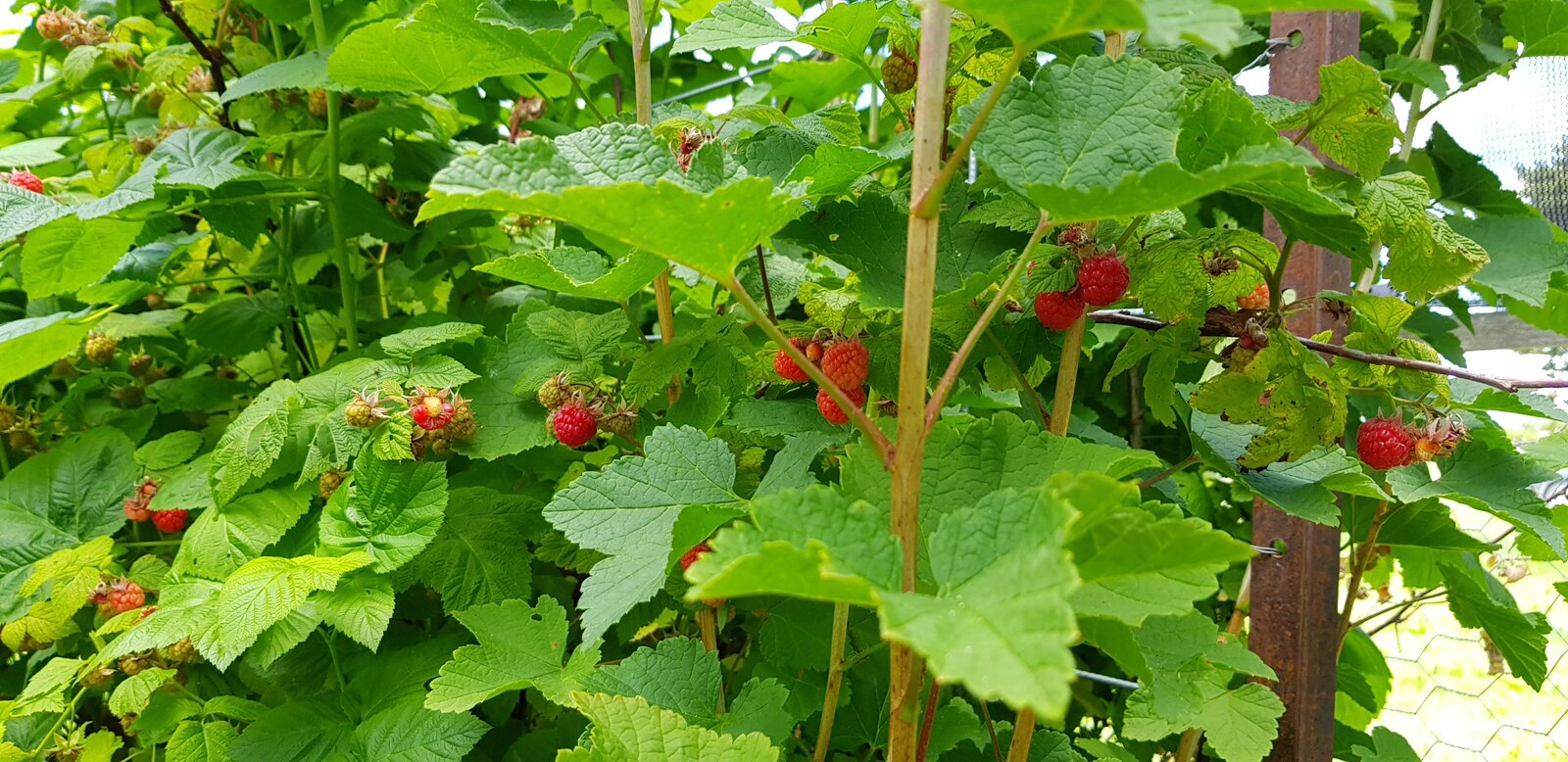 Raspberry canes