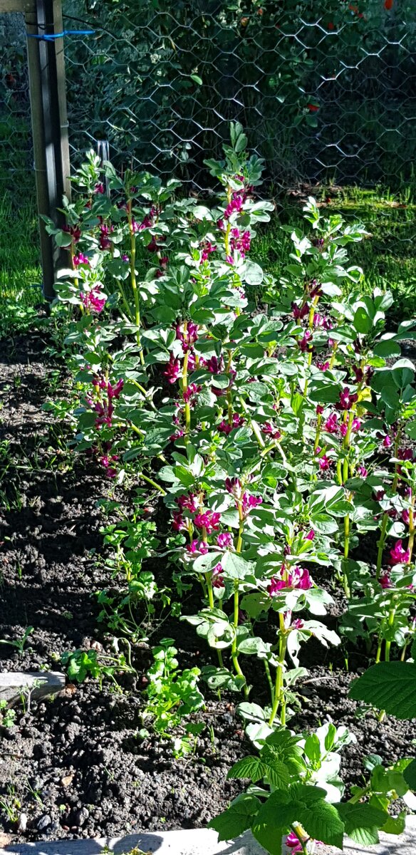 red broad beans
