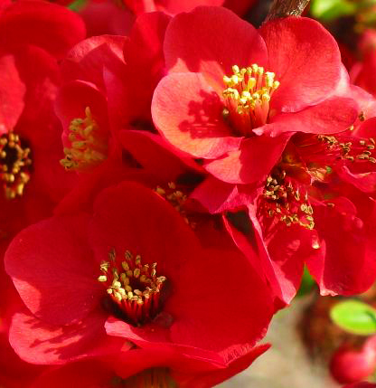 Red Quince  [Cydonia japonica rubra]