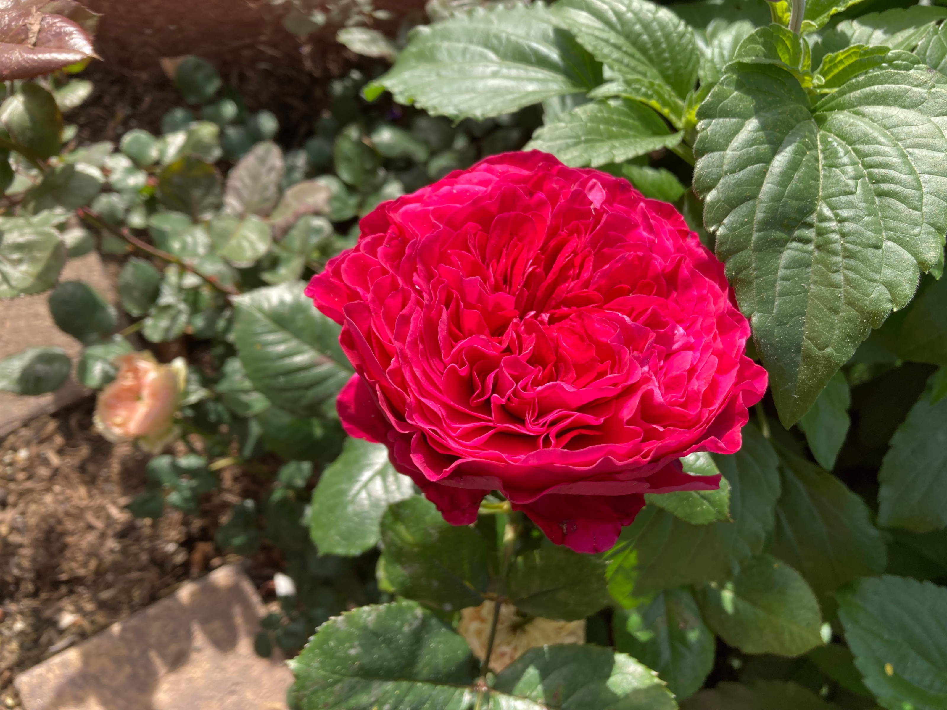 Rouge Royal in January