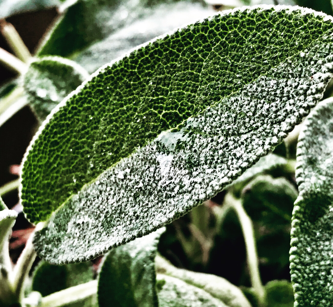 Sage from my terrace.jpeg