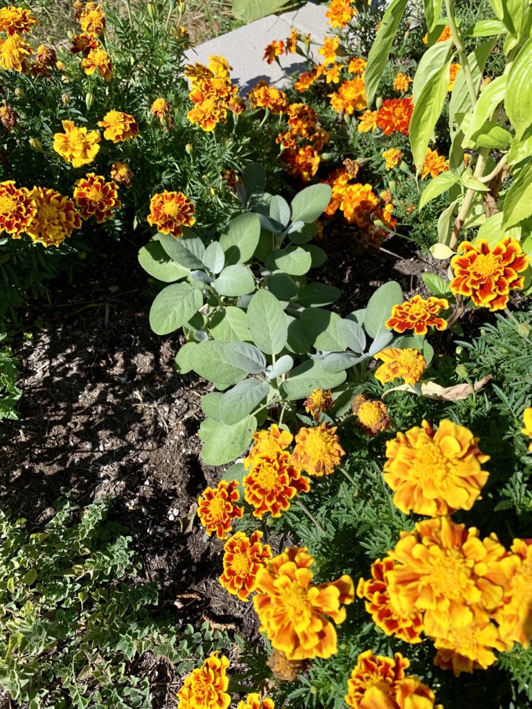 Sage In The Herb Garden