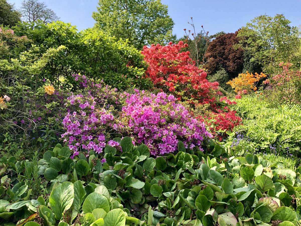 Sandringham Blooms