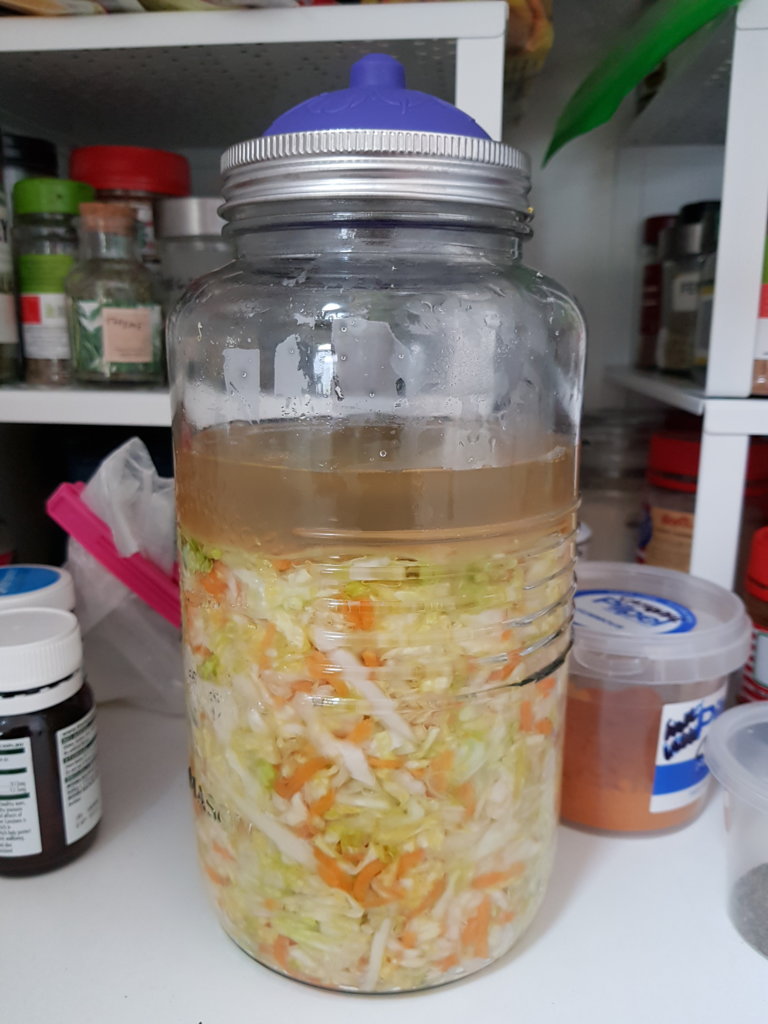 Sauerkraut (no. 3) Day 01