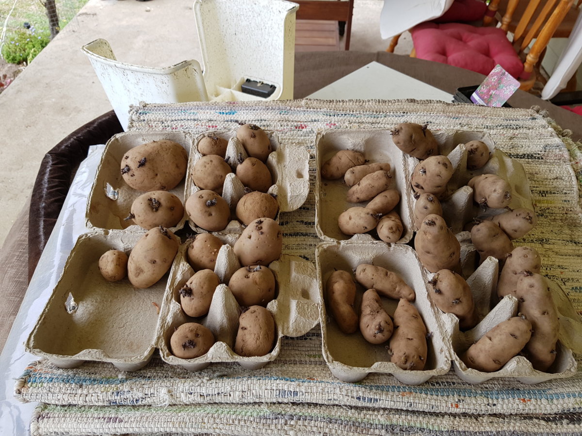 Seed potatoes