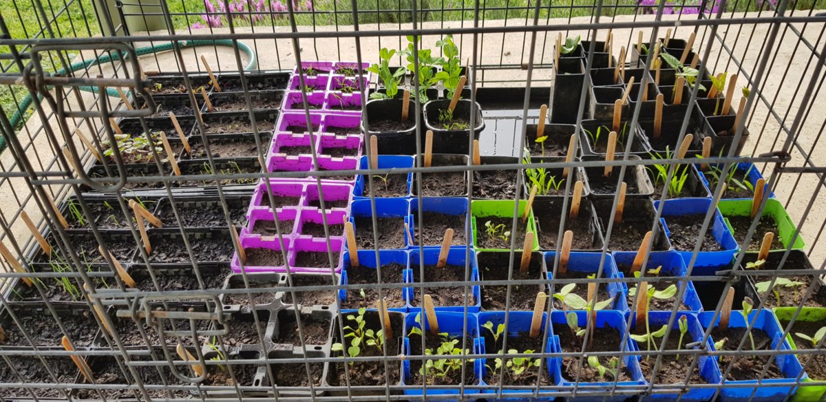 Seedlings bottom row