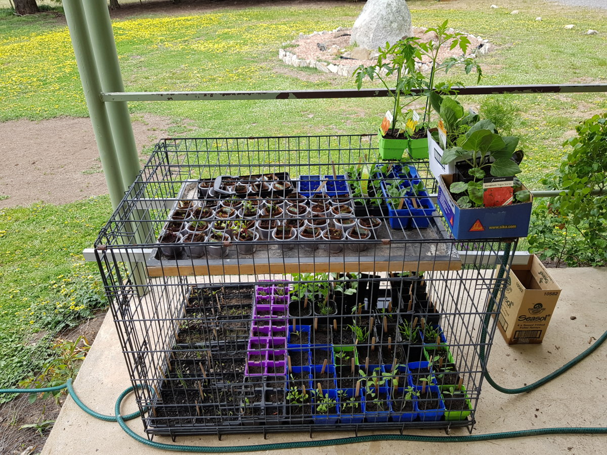 Seedlings in the dog cage